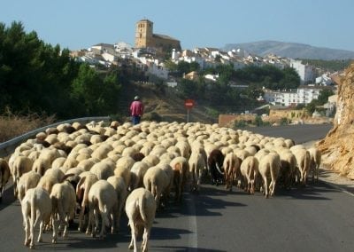 Cycling Country Bike Tours in Alhama