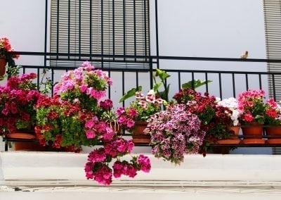 Cycling in Andalucia, Spain - Flowers!