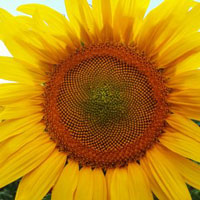 Beautiful Sunflower in Spain