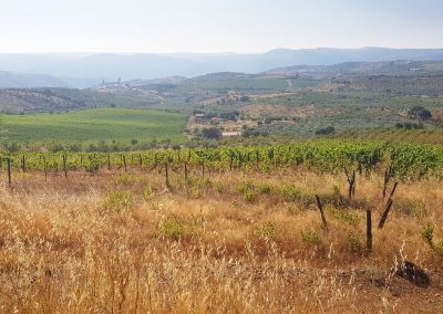 Vines in Douro's wine region