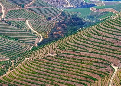 vineyards in the Douro region