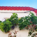 Portugal's Douro vines