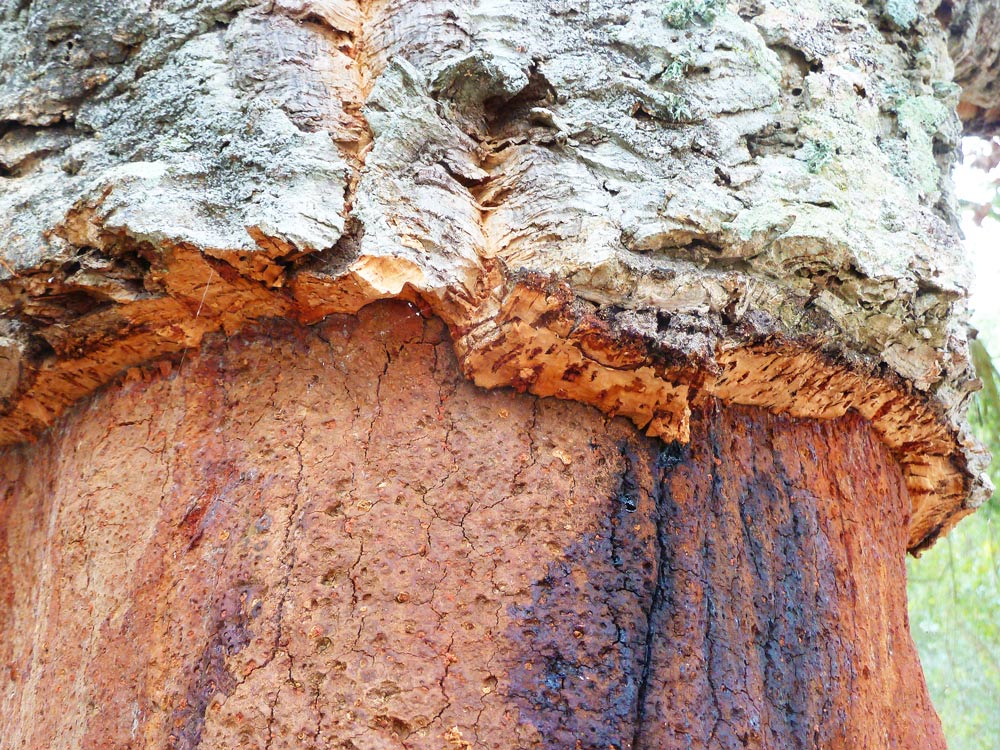 Cork, Portugal's Sustainable crop - Close up of cork bark