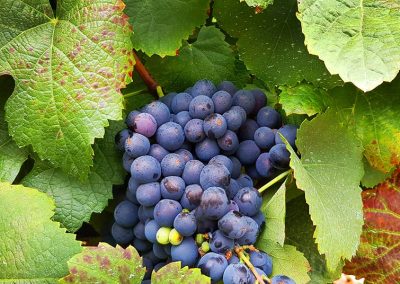 Rioja Wine & Basque Country      €2,465            Spain      7 DAYS    NEW