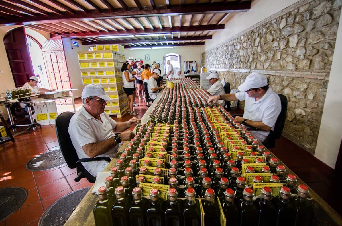 Olive OIl Production in Andalucia - A Complete Guide of Olive Oil in Spain