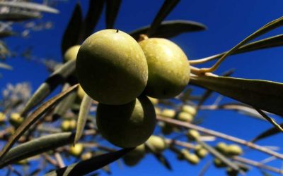 A Complete Guide to Olive Oil in Spain