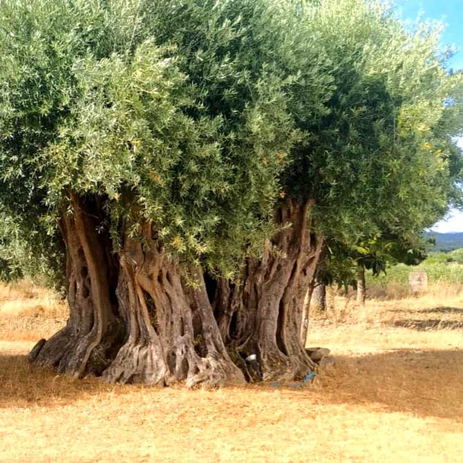 Iberian Ancient Olive Tree