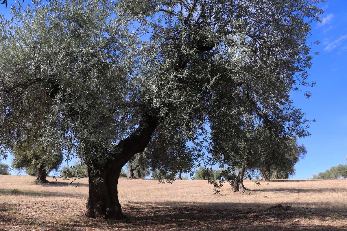 Olive Trees in an Andalucian Grove - A complete guide to Olive Oil in Spain