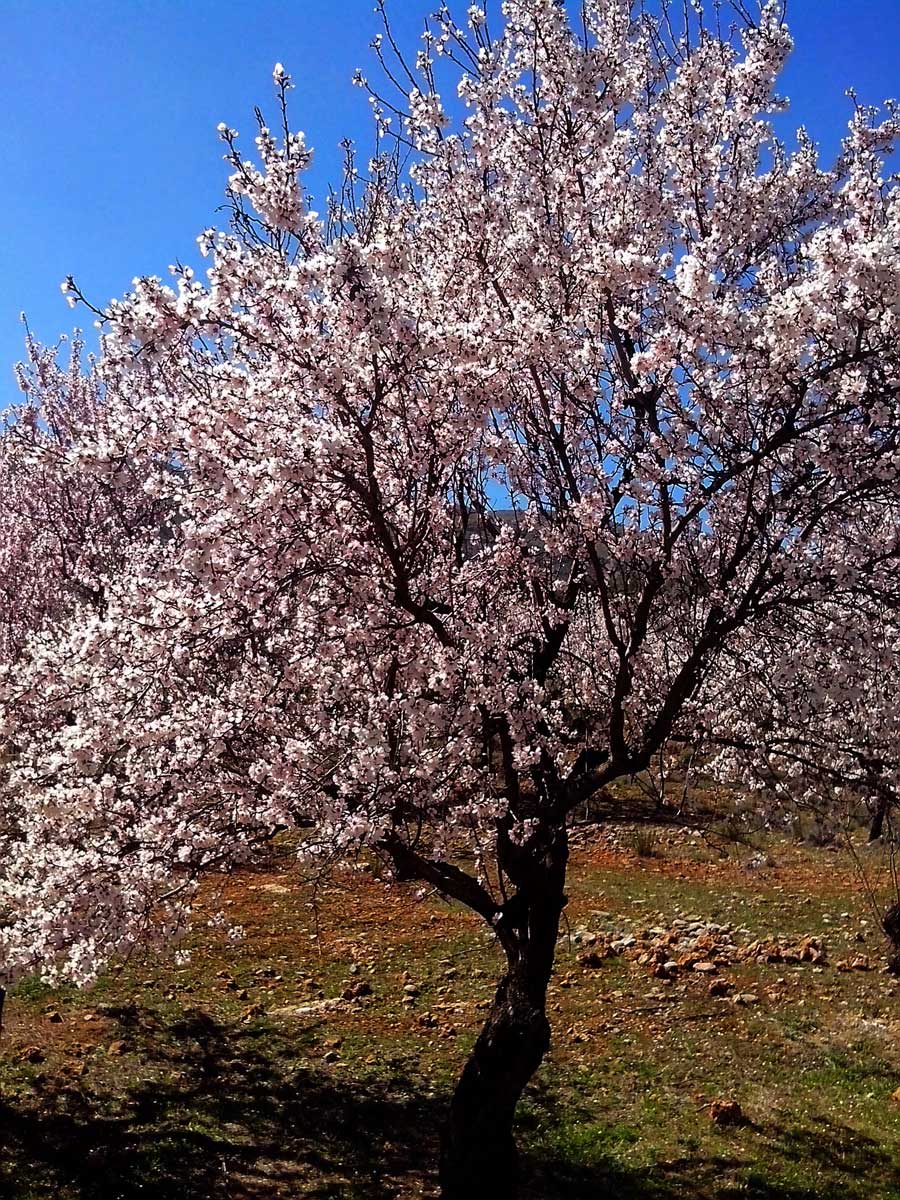 Spanish Almond Blossoms