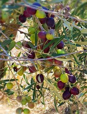 Black Olives on Tree, Spain